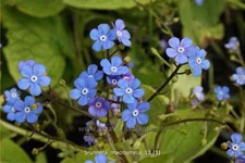 Brunnera macrophylla
