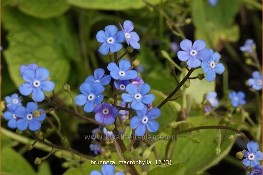 Brunnera macrophylla