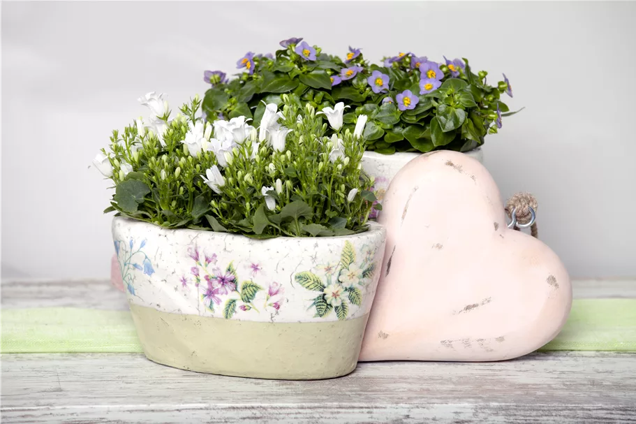 Campanula portenschlagiana