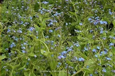 Brunnera macrophylla