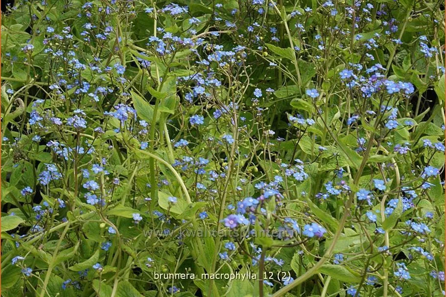 Brunnera macrophylla