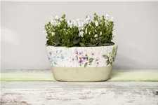 Campanula portenschlagiana