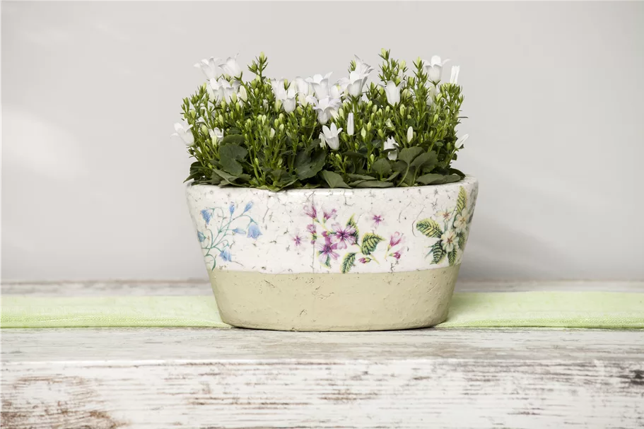 Campanula portenschlagiana