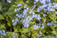 Brunnera macrophylla