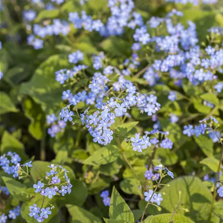 Brunnera macrophylla