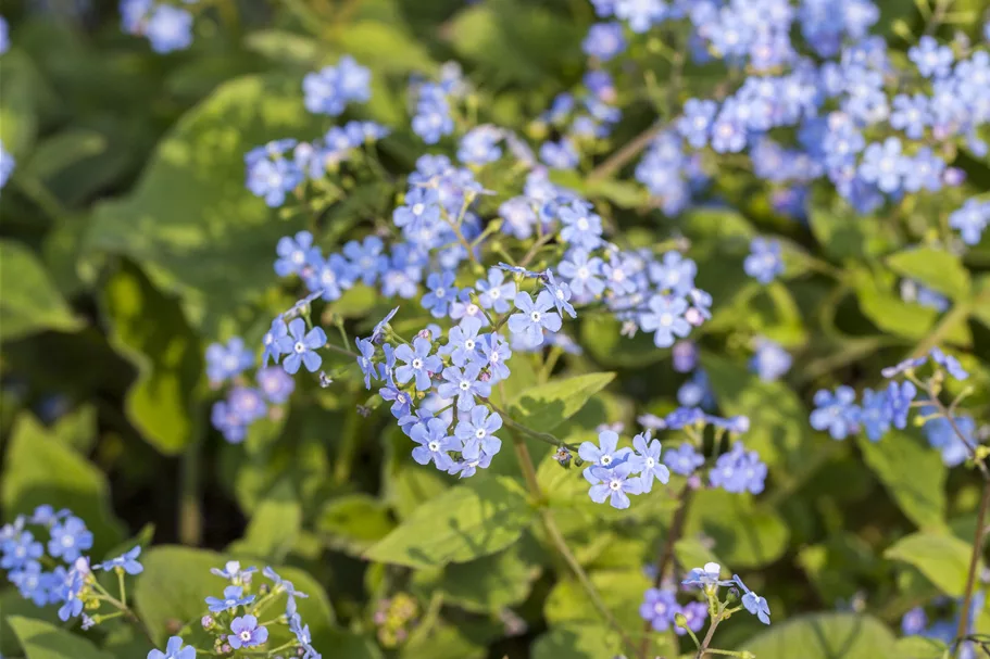Brunnera macrophylla