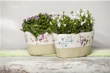 Campanula portenschlagiana