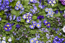 Campanula portenschlagiana