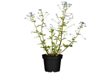 Brunnera macrophylla