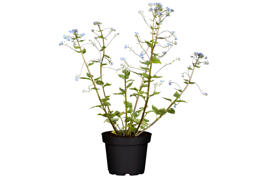 Brunnera macrophylla