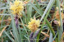 Carex flacca 'Blue Zinger'