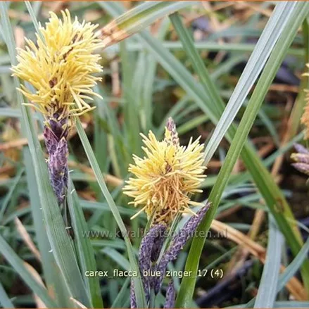 Carex flacca 'Blue Zinger'
