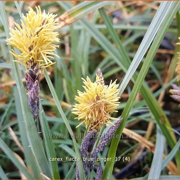 Carex flacca 'Blue Zinger'