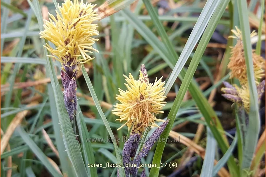Carex flacca 'Blue Zinger'