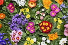 Campanula portenschlagiana