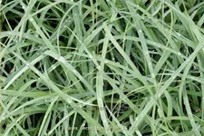 Carex flacca 'Blue Zinger'