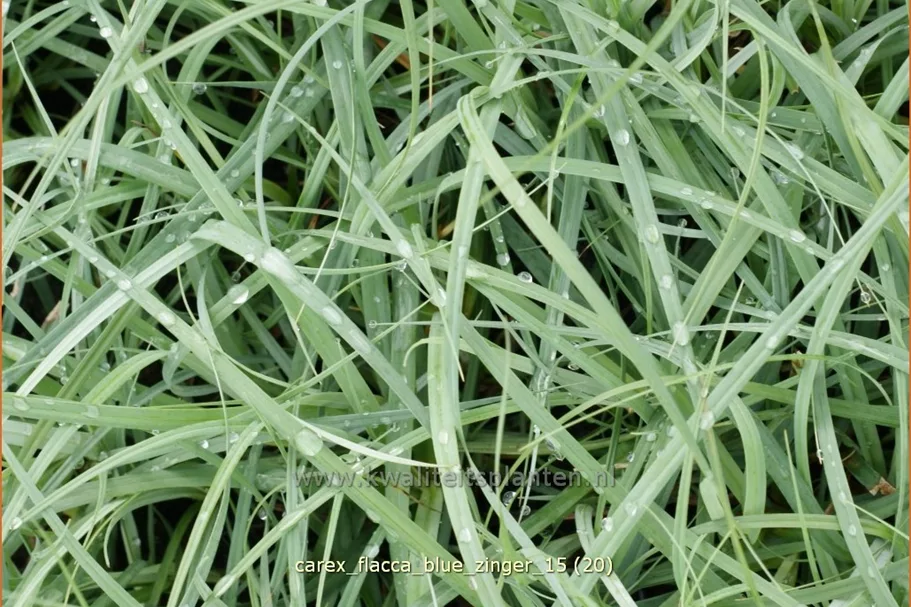 Carex flacca 'Blue Zinger'