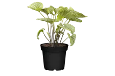 Brunnera macrophylla