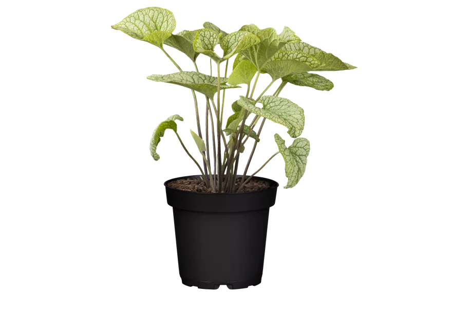 Brunnera macrophylla