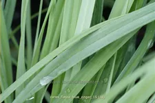 Carex flacca 'Blue Zinger'