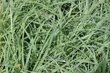 Carex flacca 'Blue Zinger'