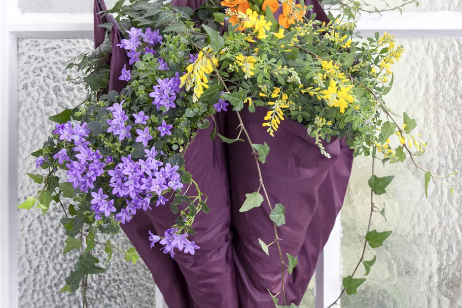 Campanula portenschlagiana