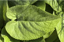Brunnera macrophylla