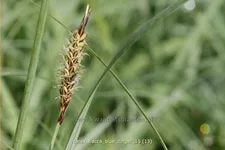 Carex flacca 'Blue Zinger'