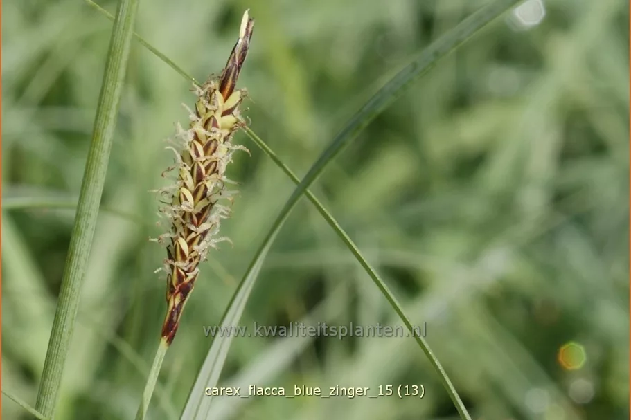 Carex flacca 'Blue Zinger'