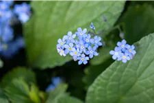Brunnera macrophylla