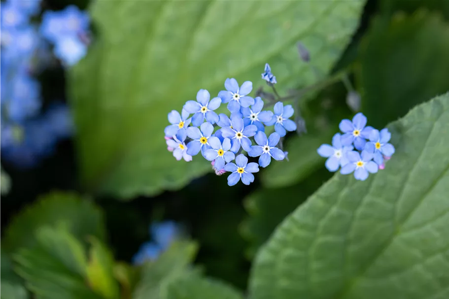 Brunnera macrophylla