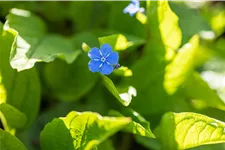 Brunnera macrophylla