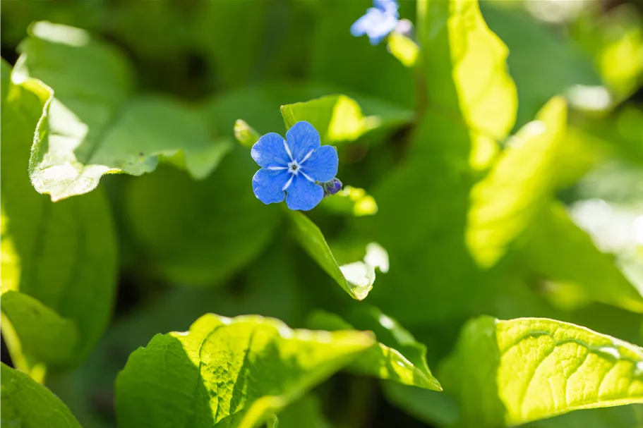 Brunnera macrophylla