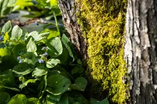 Brunnera macrophylla