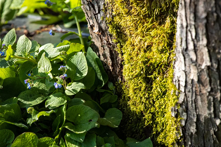 Brunnera macrophylla
