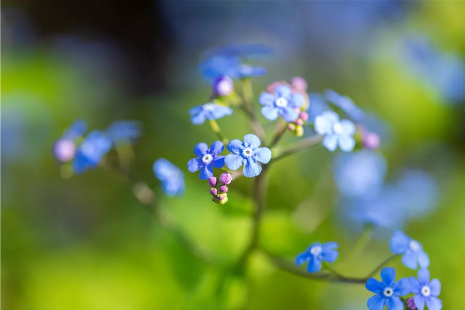 Brunnera macrophylla