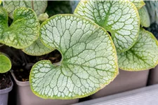 Brunnera macrophylla