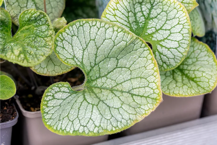 Brunnera macrophylla