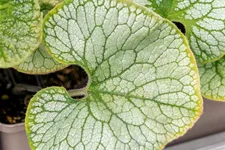 Brunnera macrophylla