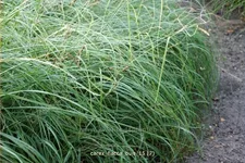 Carex flacca 'Buis'