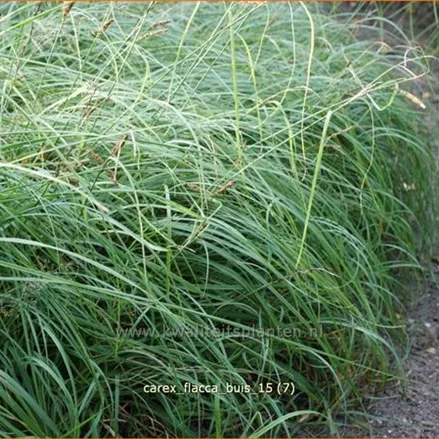 Carex flacca 'Buis'