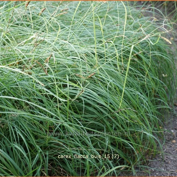 Carex flacca 'Buis'