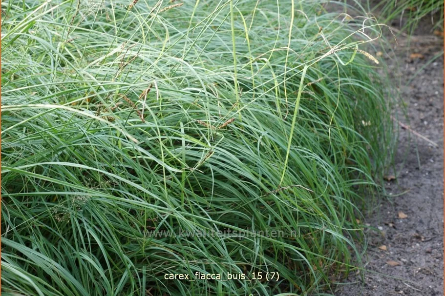 Carex flacca 'Buis'