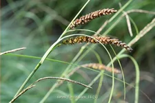Carex flacca 'Buis'