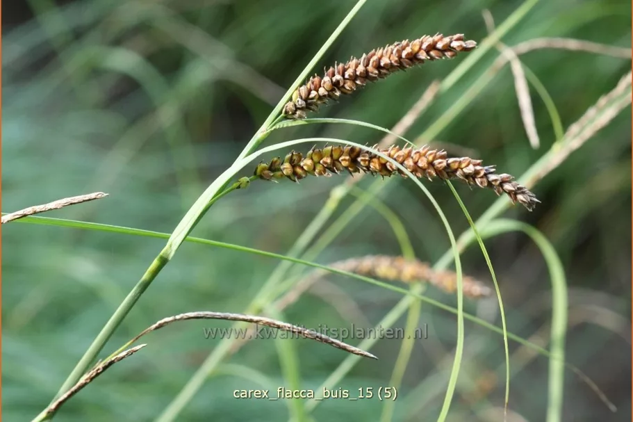 Carex flacca 'Buis'