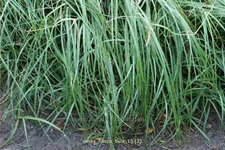 Carex flacca 'Buis'