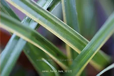 Carex flacca 'Buis'