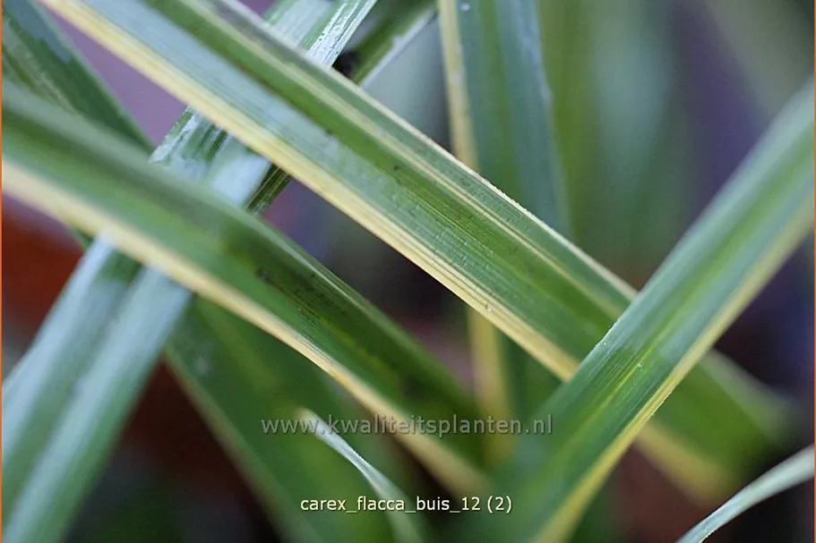 Carex flacca 'Buis'