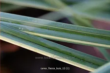 Carex flacca 'Buis'