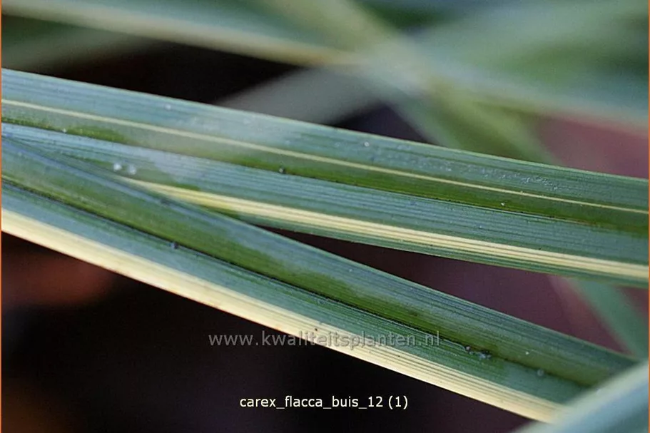 Carex flacca 'Buis'